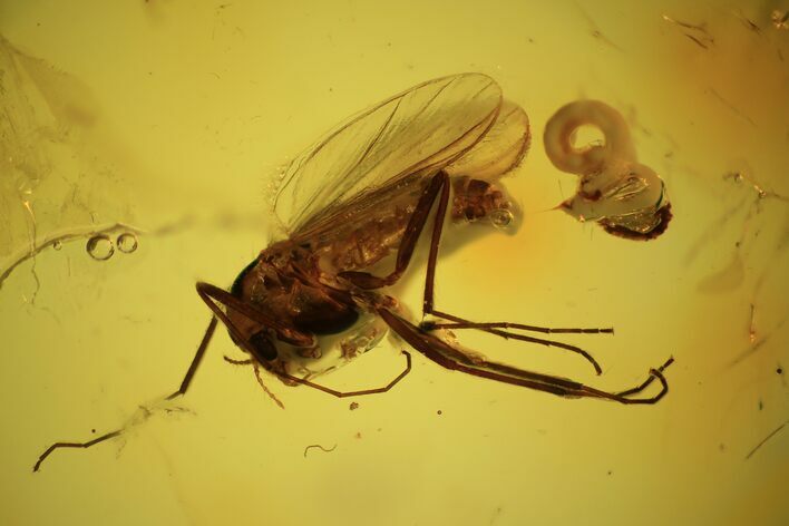 Fossil Fly With Parasitic Worm In Baltic Amber #38885